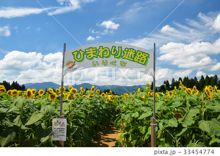 津南ひまわり広場迷路入り口 33454774