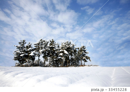 冬 雪景色 松 33455228