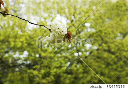 花 桜 春 33455356