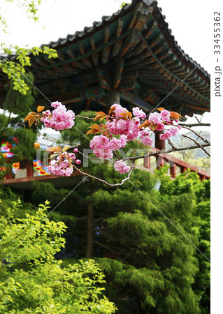 建築 桜 春 33455362