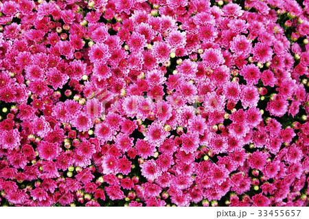 花 背景 ピンク 33455657