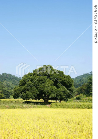 木 ノン 韓国 33455666