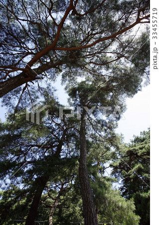 江原道 大関嶺 ローアングル 33455719