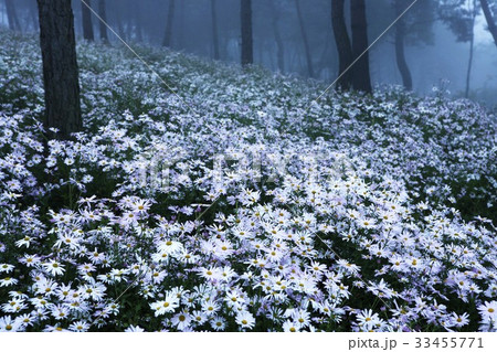 木 森 任實郡 33455771