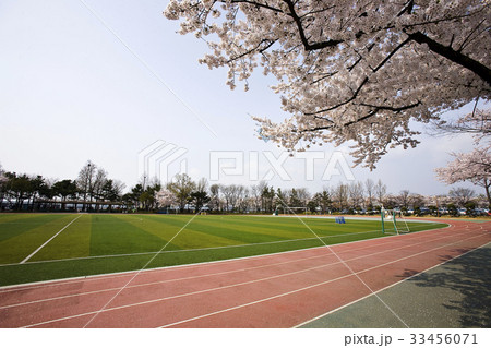 桜 ソウル サッカー場の写真素材