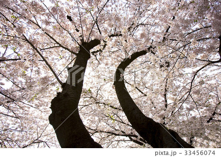 ローアングル 桜 汝矣島 33456074