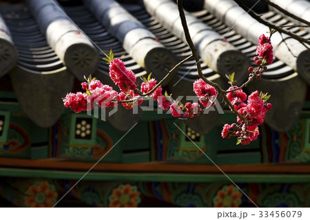 ギョプボトコト 瓦屋根 春 33456079