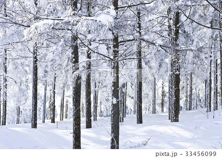 江原道 冬 木 33456099