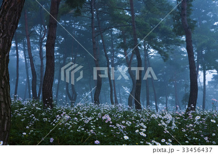 グジョルチョ 森 霧 33456437