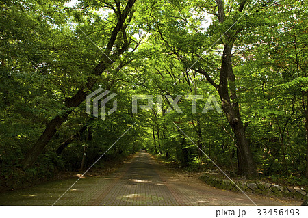 木 道路 森 33456493