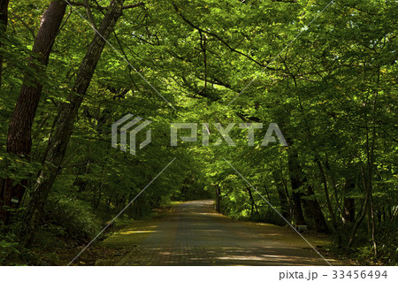 陰 木 道路 33456494