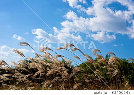 風 ススキ 自然 33456545
