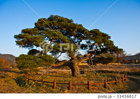 慶北 松 安東市 33456617