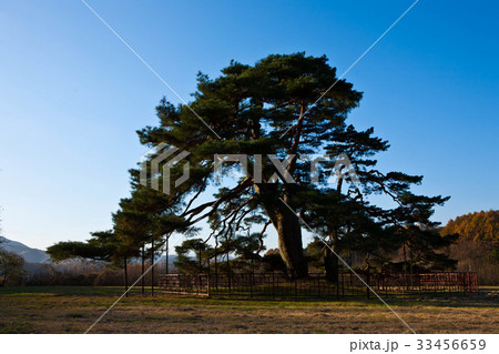 慶北 常 松 33456659