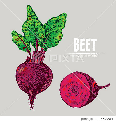Digital vector detailed line art color beet Digital vector detailed line art color beet 33457284