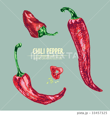 Digital vector detailed line art chili Digital vector detailed line art chili 33457325