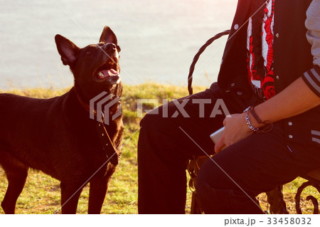 black dog looking on man 33458032