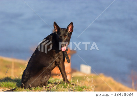 dog sit on the cost 33458034