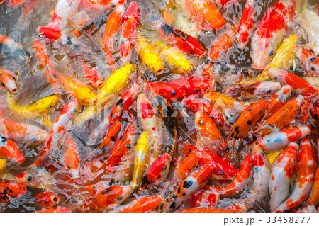 Fancy carp fish Fancy carp fish 33458277