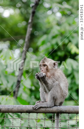 Young monkey eating on wall 33458341