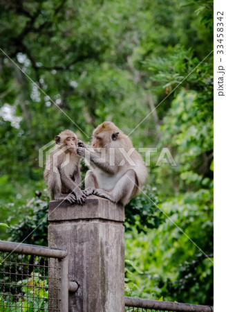 Mother monkey cleaning young monkey 33458342