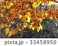 leaves in the park 33458950