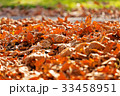 leaves in the park 33458951