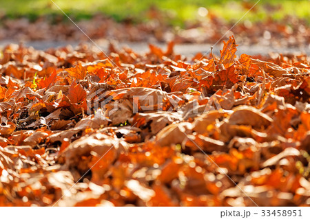 leaves in the park leaves in the park 33458951