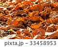 leaves in the park 33458953