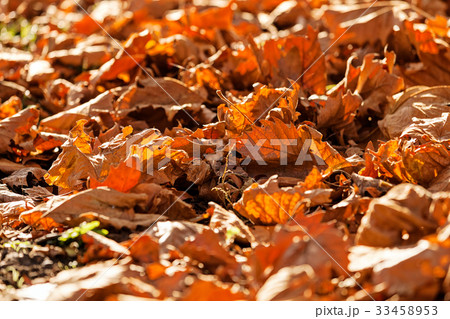 leaves in the park leaves in the park 33458953