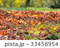leaves in the park 33458954
