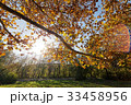 leaves in the park 33458956