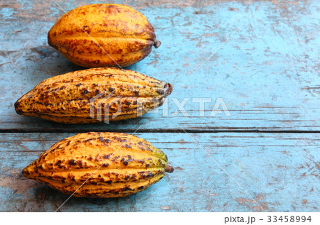 Cacao in Guatemala ／　カカオ in グアテマラ 33458994