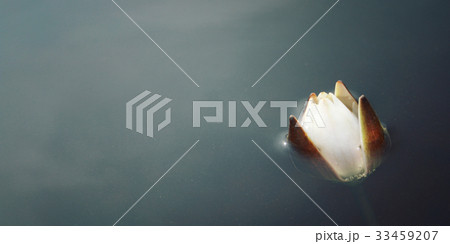 Water lily bloom in the lake. Kenozersky Park. Water lily bloom in the lake. Kenozersky Park. 33459207