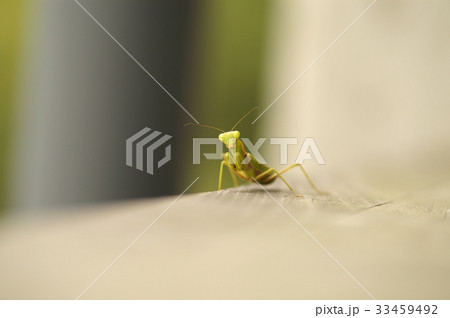 戦闘態勢のカマキリの写真素材