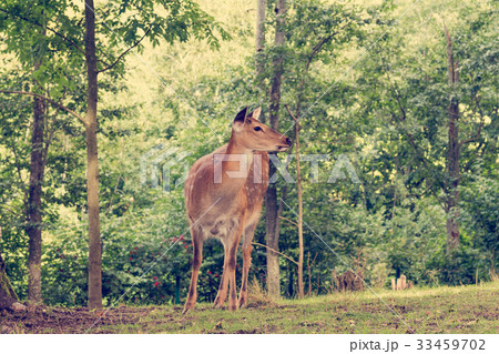 Deer at the edge of a forest 33459702
