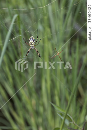 ナガコガネグモ ナガコガネグモ 33460429