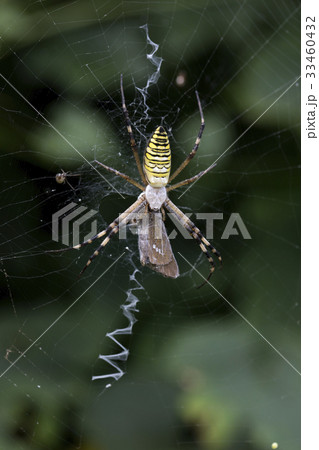 ナガコガネグモの幼体 33460432
