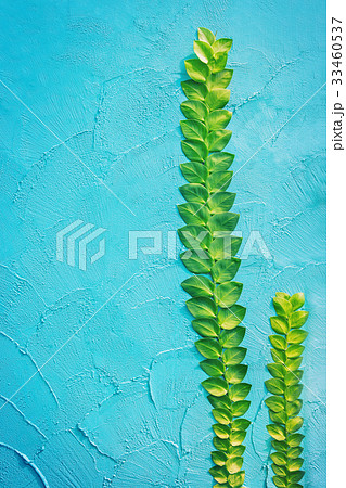 climbing plant on beautiful blue wall 33460537