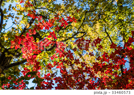 color changing leaves in autumn, Japan color changing leaves in autumn, Japan 33460573