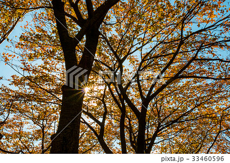 tree with yellow leaves in autumn and sun-rays tree with yellow leaves in autumn and sun-rays 33460596