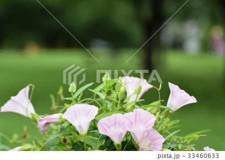 公園の昼顔 33460633