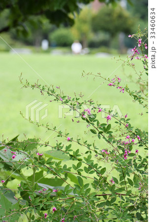 公園の萩 公園の萩 33460634