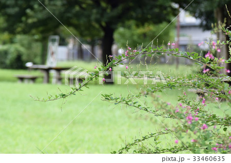公園の萩 公園の萩 33460635
