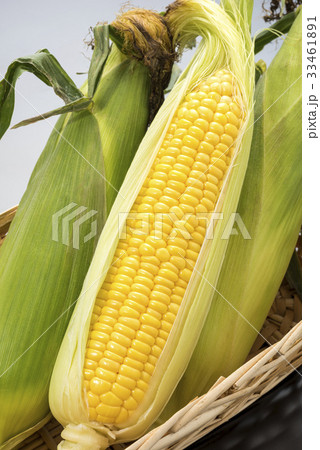 トウモロコシ トウモロコシ 33461891