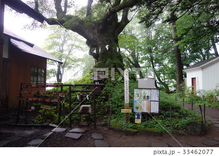 ご神木　しなの木 33462077