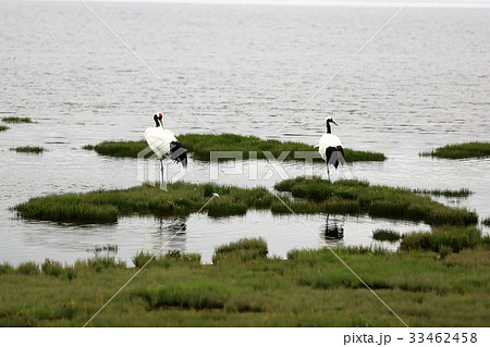 タンチョウ 33462458