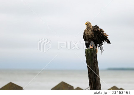 オジロワシ オジロワシ 33462462