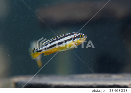 Zebra fish 33463033
