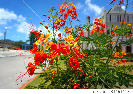 教会と赤い花 教会と赤い花 33463113